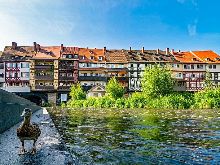 Eine kleine Stadtente am Fluss unter der historischen Krämerbrücke in Erfurts Innenstadt.