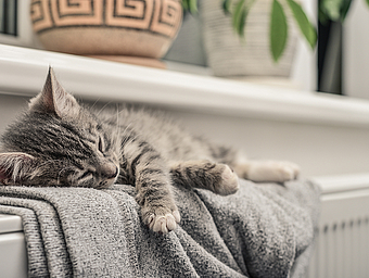 Eine Katze liegt gemütlich mit einer Decke auf einer Heizung.
